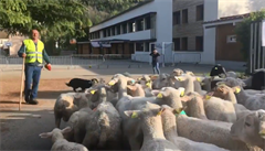 VIDEO: Do školy ve Francii zapsali místo žáků 15 ovcí. Kvůli nedostatku dětí hrozilo uzavření třídy
