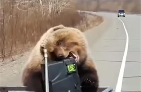Medvd krade lovcm lednici pímo z auta.