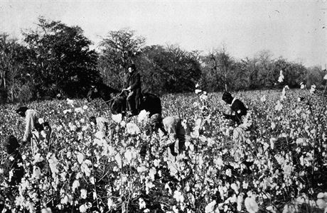 Otroci sbírající bavlnu.