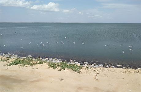U jezer je k vidn spousta ptk.