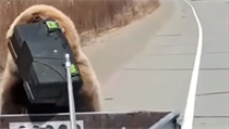 Medvěd krade lovcům lednici přímo z auta.