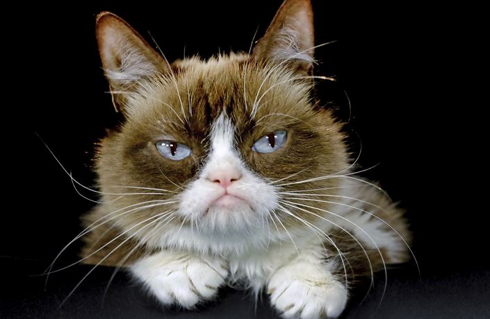 Uhynula nejslavnější kočka světa. ‚Mrzutá' Grumpy Cat majitelům vydělala  miliardy | Domácí mazlíčci | Lidovky.cz