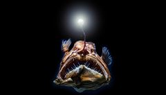 Barevný svět temných hlubin. Vědci zjistili, že ryby i ve tmě vidí barevně | na serveru Lidovky.cz | aktuální zprávy