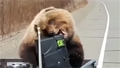 Medvěd krade lovcům lednici přímo z auta. | na serveru Lidovky.cz | aktuální zprávy