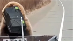 Medvd krade lovcm lednici pímo z auta.
