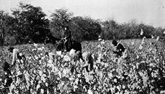 Otroci sbírající bavlnu.