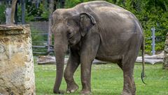 Pražská zoo se příští rok rozroste o dvě slůňata. Plánuje otevřít nový pavilon goril