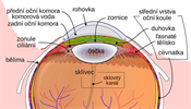 Anatomie oka. Vimnte si sklovitho kanlku, kter prochz sklivcem od...