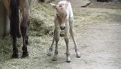 Liberecká zoo má poprvé ve své 115leté historii hříbata ohroženého koně...