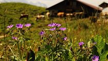 Rozkvetl� alpsk� pastviny a tradi�n� d�ev�n� sala�e spat��te p�i toulk�ch...