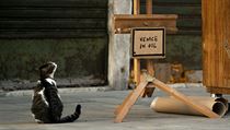 Kočka sedí u Banksyho obrazu.