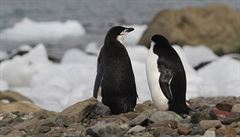 Gigantický ledovec míří k ostrovu v Atlantiku, miliony tučňáků jsou v ohrožení
