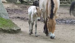 Liberecká zoo má první hříbata ohroženého koně Převalského