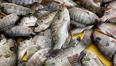 Rybái si chytáním nevydlají více ne v pepotu sto eských korun denn.