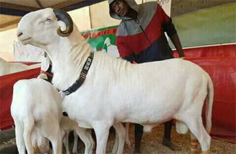 Lidé v Senegalu luxusní ovce plemene ladoum zboují a jsou za n ochotni...
