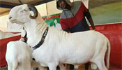 Lidé v Senegalu luxusní ovce plemene ladoum zbožòují a jsou za nì ochotni... | na serveru Lidovky.cz | aktuální zprávy