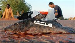 Ichtyoparazitolog Tomá Scholz se úastní pitvy ryb, která probíhala v Súdánu...