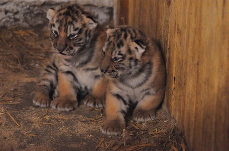 Na začátku se v Habrkovicích narodila tři tygří mláďata