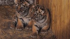 Ve zlnsk zoo se narodila ti mlata tygr ussurijskch