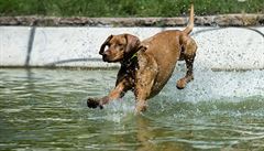 Pes skáe do bazénu v praských Sadech Svatopluka echa, kde panovalo ve stedu...