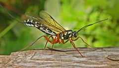 Bez něj bychom vymřeli. Hmyz je nepostradatelný a užitečný živý inventář přírody, říká profesor Žďárek