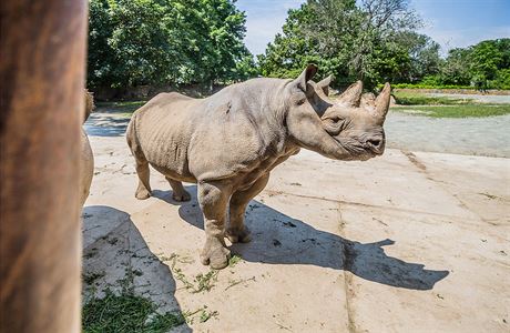 Ve Rwand mají zvíata podpoit v minulosti vyhubenou populaci nosoroc.