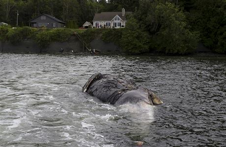 dost o pomoc s tly velryb pilo 14 dn pot, co na Aljace eili problm s...