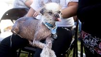 Pes Tee Tee se připravuje na soutěž o nejošklivějšího psa světa v kalifornské...