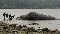 Rozkldajc se tlo velryby na pli v americkm Portlandu.