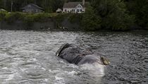 dost o pomoc s tly velryb pilo 14 dn pot, co na Aljace eili problm s...