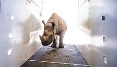 V Zoo Dvr Králové nad Labem v nedli ráno naloili pt vzácných nosoroc...