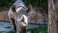 Jde o dosud nejvtí transport nosoroc z Evropy do Afriky.