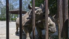 Ve Rwand� mají zví�ata podpo�it v minulosti vyhubenou populaci nosoro�c�.