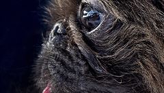 Sout� o nejo�kliv�j�ího psa se konala u� po jednat�icáté.