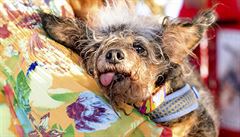 Vít�z sout�e o nejo�kliv�j�ího psa Toulavý Ro��ák je skute�n� nevzhledný,...