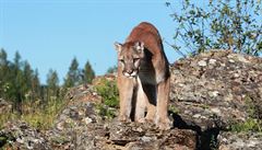 Puma americká na Jindřichohradecku stále uniká. Je zapotřebí pomoc myslivců a veřejnosti
