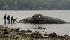 Rozkládající se tlo velryby na plái v americkém Portlandu.