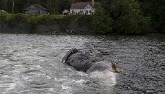 ádost o pomoc s tly velryb pilo 14 dn poté, co na Aljace eili problém s...