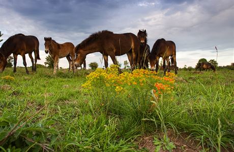 Stáda divokých koní pocházejících z anglického Exmooru se v esku rozrstají....