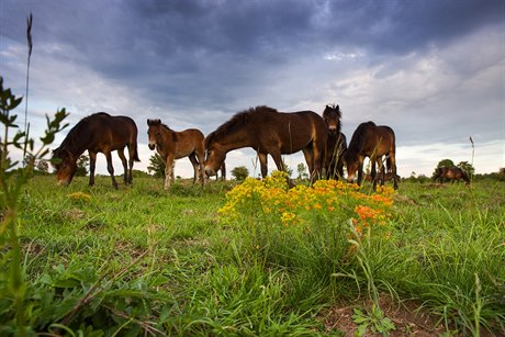 Stáda divokých koní pocházejících z anglického Exmooru se v Česku rozrůstají....