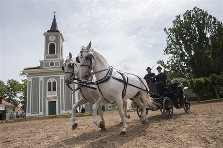 Starokladrubtí hebci v replikách dobových postroj zapaených do jednoho z...