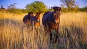 Stáda divokých koní pocházejících z anglického Exmooru se v Česku rozrůstají....