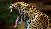 Zívající jaguár