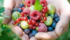 Nejlíp chutná letní ovoce jen tak, utrené pímo ze stromu, záhonku i kee, v...