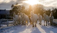 Národní h�eb�ín v Kladrubech nad Labem je od �ervence 2019 na Seznamu sv�tového...