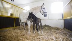 H�íb� roku 2016 narozené 12. února tého� roku v Národním h�eb�ín� v Kladrubech...