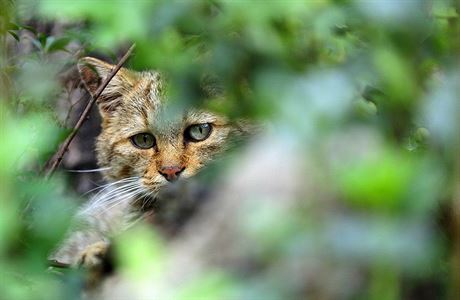Ekologický aktivista chce Nový Zéland zbavit koček | Zajímavosti |  Lidovky.cz