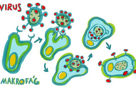 Imunitní systém: Makrofágy pohlcují škodlivé mikroorganismy (viry, bakterie),...