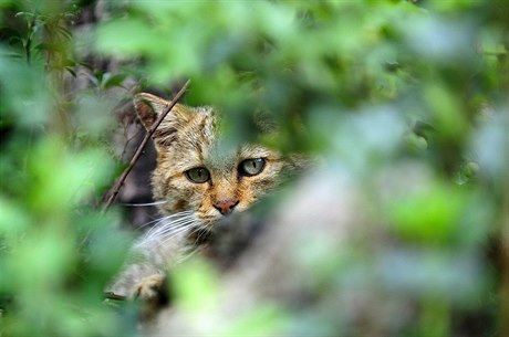 Ještě donedávna žila kočka divoká i v našich lesích. Při lovu využívá oblíbenou...