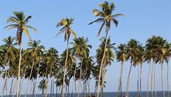 Pob�e�í slonoviny